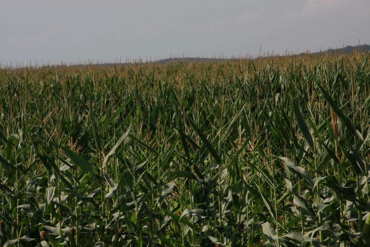 Il Silos Maccarese Dış mekan fotoğraf
