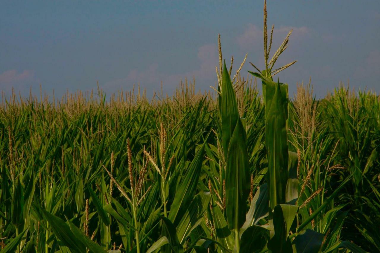 Il Silos Maccarese Dış mekan fotoğraf